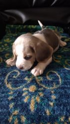 Selling beagle puppy 40 days old cute puppy