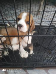 Sell dog beagle