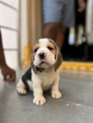 Want to sell 40 days male beagle puppy