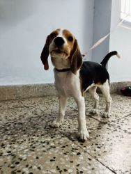 Beagle - Want to sell beagle