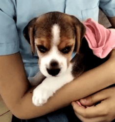 Beagle Pup, Shimla