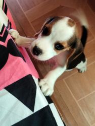 BEAGLE PUPPY 53 days old for sale