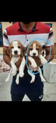 Beagle puppy for salee