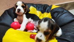 Beagle male puppies