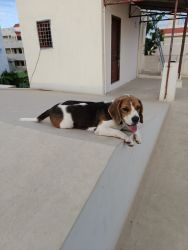 Beagle 1yr for sell