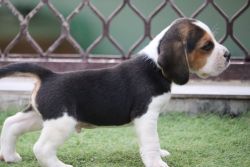 Male Beagle 100% pure breed 52 days old as on 20th July 2022