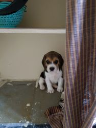 Beagle 41 days puppy