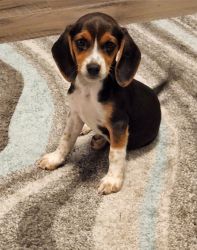 9 week old Beagle for sale
