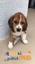Beagle male