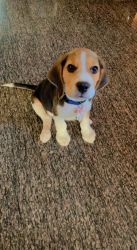 4 month old male beagle puppy