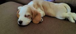 Bi-Color Male Beagle