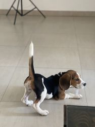 Want to sell my 3 month old beagle