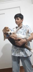 Want to sell Female Beagle
