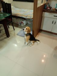 One year young energetic beagle for sale