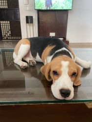 6 months fully vaccinated and trained female beagle