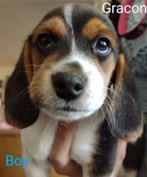 Playful 11week old beagle s