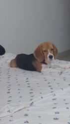 Male Beagle 6 months old for sale