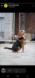 Female Beagle available