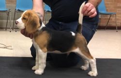 Beagal puppies for sale