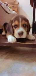 40 days beagle puppy