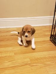 AKC registered Beagles