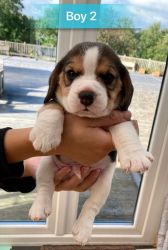 Lovely Beagle Puppies for sale