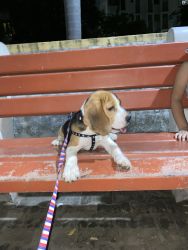 Beagle for sale 4month puppy