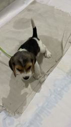 Beagle male puppu