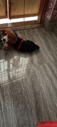 Beagle dog 3 month baby