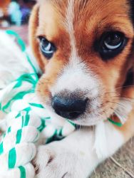 Male Beagle puppy for sale, 2 months old. Very active. +xxxxxxxxxxxx