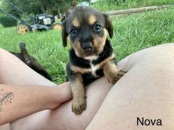 Female mix breed puppies