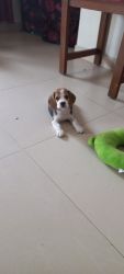 Beagle pup need living home