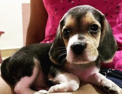 I want to sell my beagle puppy male for 15000