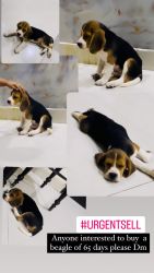 Urgent sell beagle