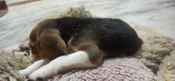 I want to sell my Beagle Male puppy along with its supplies