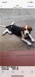 Beagle breed female dog