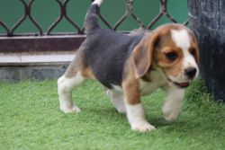 Beagle active playful loving Balck and white puppy