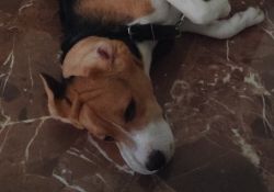 Looking for Dog Owner for Beagle puppy