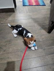 2 month old Beagle - fully vaccinated