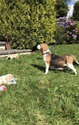 Beagles Puppies For Sale