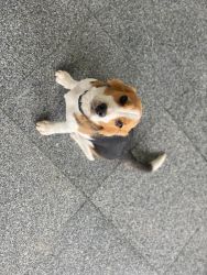Beagle for Sale in Goa