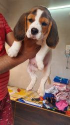 Beagle & Lahsa male puppies available