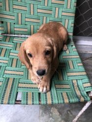 Mixed(Labrador and beagle) female puppy for sale