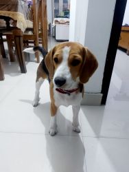 Beagle male