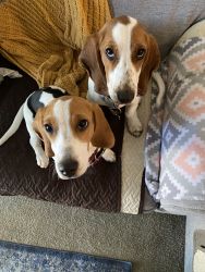 Bruce and Rora -6 month Beagles looking for a new home