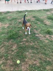 10 month old Full Blood Beagle for Sale