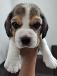 Beagle male puppy's