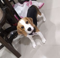 5months old puppy beagle female