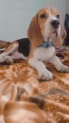 Beagle Male 7month old Fully Vaccinated
