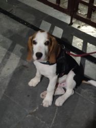 Beagle 4 Months - Male, Very active and vaccination done
